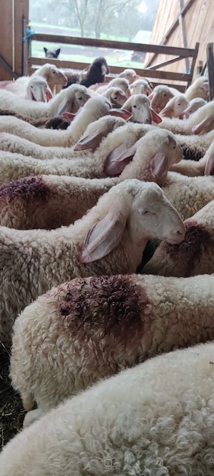 Vând berbecuții de rasă assaf originali  - imagine 2