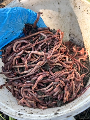 Rame rosi  - imagine 2