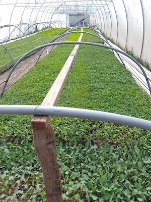 Vand rasaduri pentru solar si gradina