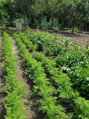 Vânzare casă Adâncata, IL, gata de locuit - imagine 3