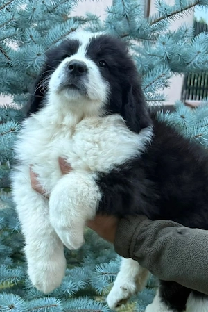 Ciobanesc de bucovina 