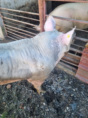 Vier de monta  - imagine 2