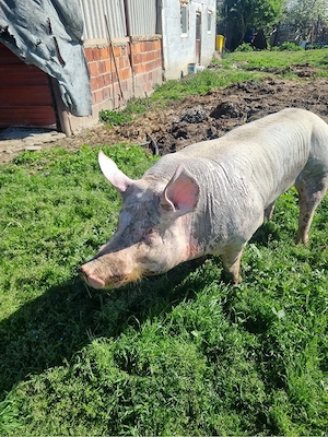 Vier de monta  - imagine 3