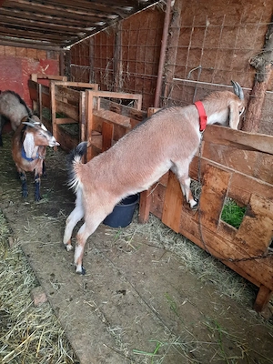  Ofertă Capre Anglonubiene  - imagine 4