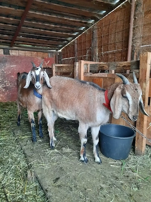  Ofertă Capre Anglonubiene  - imagine 5