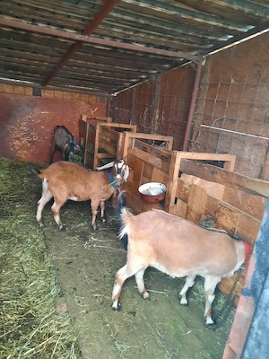  Ofertă Capre Anglonubiene  - imagine 3