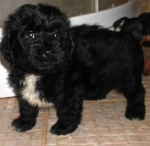 Bichon Havanez cu pedigree 