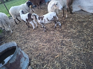 animale de vanzare - imagine 4