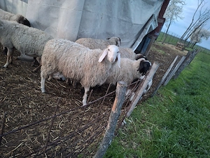 animale de vanzare - imagine 3