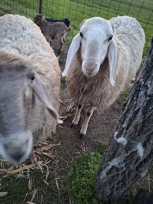 animale de vanzare - imagine 5