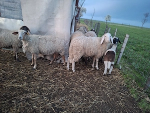 animale de vanzare - imagine 2