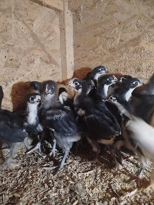 Pui australorp și sussex  - imagine 3