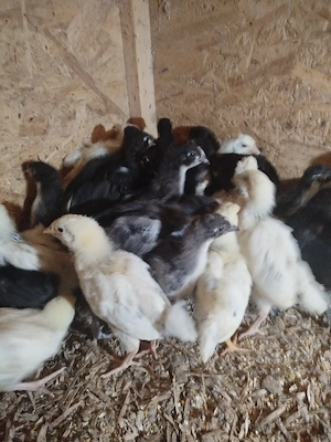 Pui australorp și sussex  - imagine 4