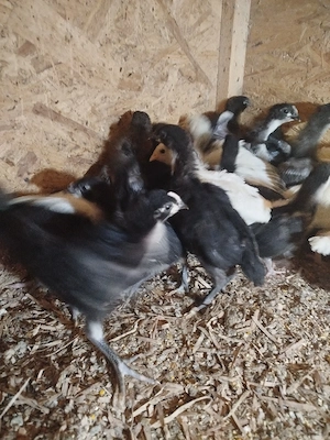 Pui australorp și sussex 