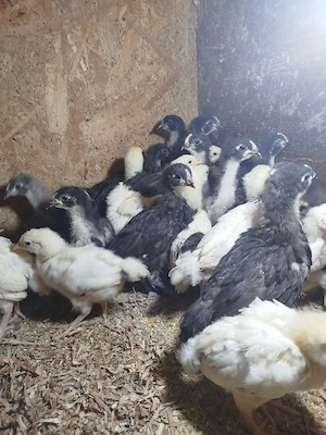Pui australorp și sussex 