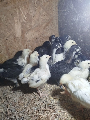 Pui australorp și sussex  - imagine 2