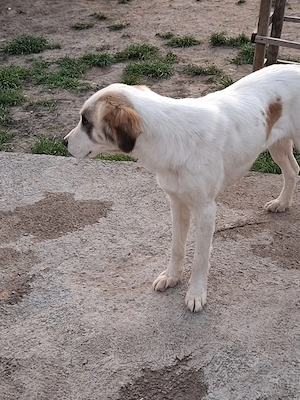 Donez catelusa talie medie, sterilizata - imagine 2