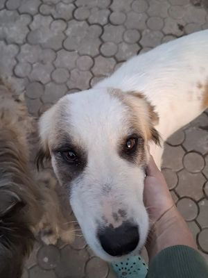 Donez catelusa talie medie, sterilizata - imagine 3