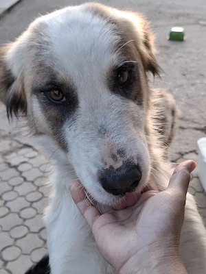 Donez catelusa talie medie, sterilizata