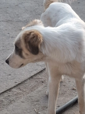 Donez catelusa talie medie, sterilizata - imagine 5