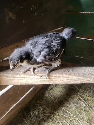 Pui australorp negru de 3 săptămâni 