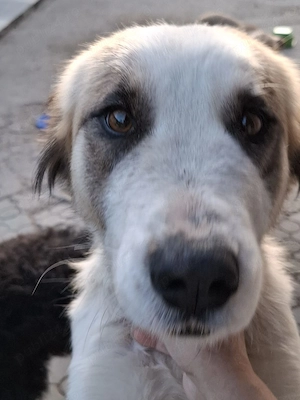 Donez catelusa talie medie, sterilizata - imagine 4