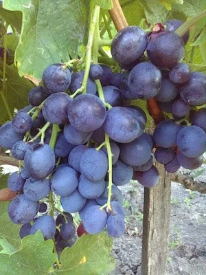 butasi de vita de vie la preț de 5 lei pe buc  - imagine 4