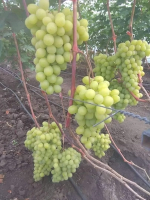 butasi de vita de vie la preț de 5 lei pe buc  - imagine 5