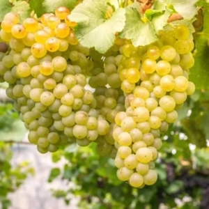 butasi de vita de vie la preț de 5 lei pe buc 