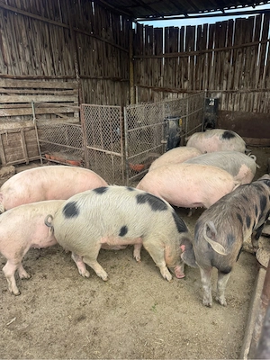 Vând carcasă de porc - imagine 3