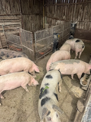 Vând carcasă de porc - imagine 2