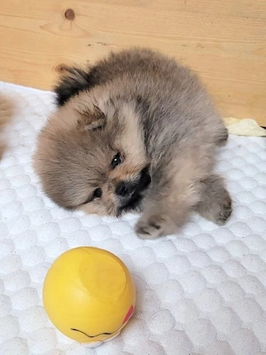 Pomeranian mini  - imagine 2