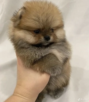 Pomeranian mini  - imagine 3