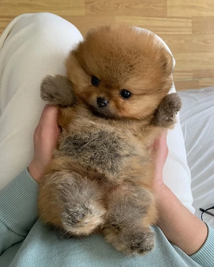 Pomeranian mini 