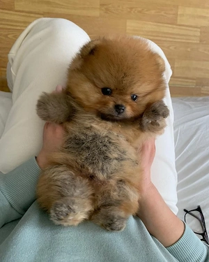 Pomeranian mini  - imagine 4