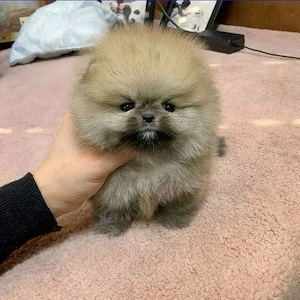 Pomeranian toy ursulet 