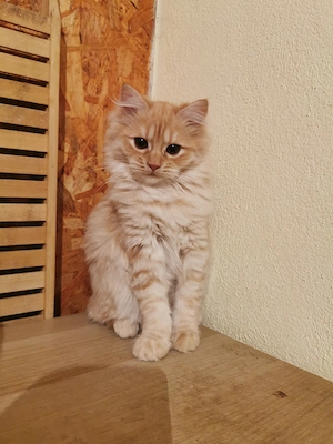 Vand pisicuta portocalie persana   Garfield - imagine 4