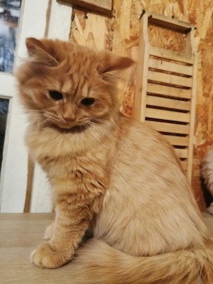 Vand pisicuta portocalie persana   Garfield - imagine 5