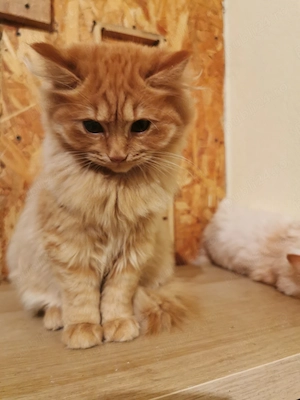 Vand pisicuta portocalie persana   Garfield