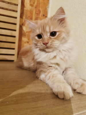 Vand pisicuta portocalie persana   Garfield - imagine 3