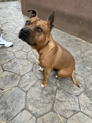 Urgent. Amstaff pentru adopţie