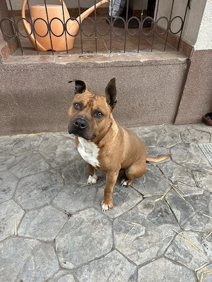 Urgent. Amstaff pentru adopţie - imagine 3