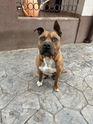 Urgent. Amstaff pentru adopţie - imagine 2