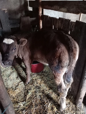 Vând vițică Angus - imagine 5