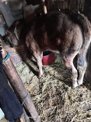 Vând vițică Angus - imagine 4