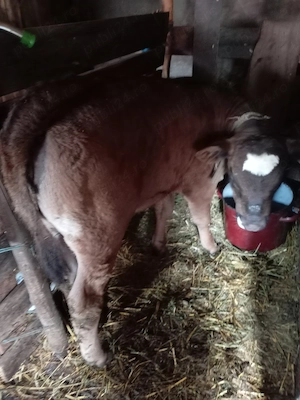 Vând vițică Angus - imagine 3