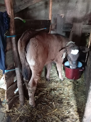 Vând vițică Angus - imagine 2