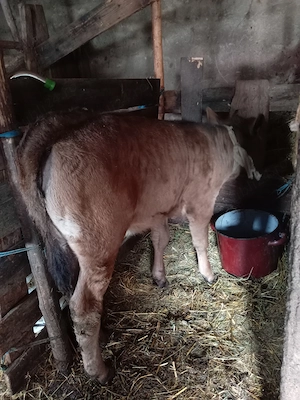 Vând vițică Angus