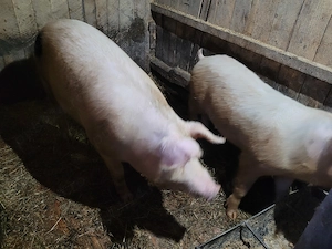 Porci mari de vânzare  - imagine 2