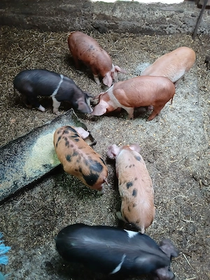 Purcei de vanzare  - imagine 2